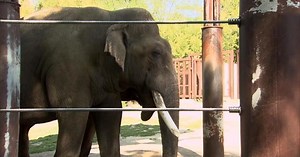 National Zoo plays matchmaker to save endangered Asian elephants