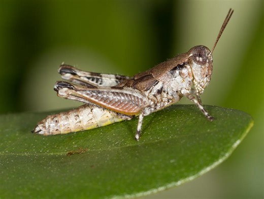 Why these big, jumping bugs are invading Arizona right now