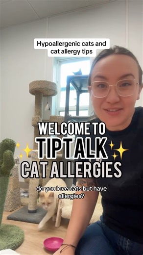 5.9K views · 201 reactions | Cat allergy? Here are ways to help! #catallergy #cats #allergic #allergy #allergyrelief #tiptalk #catownerproblems #catownertips #hypoallergenic #hypoallergeniccat | The Cattery Cat Shelter | Facebook