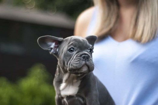 What Were French Bulldogs Bred For? History, Purpose & More