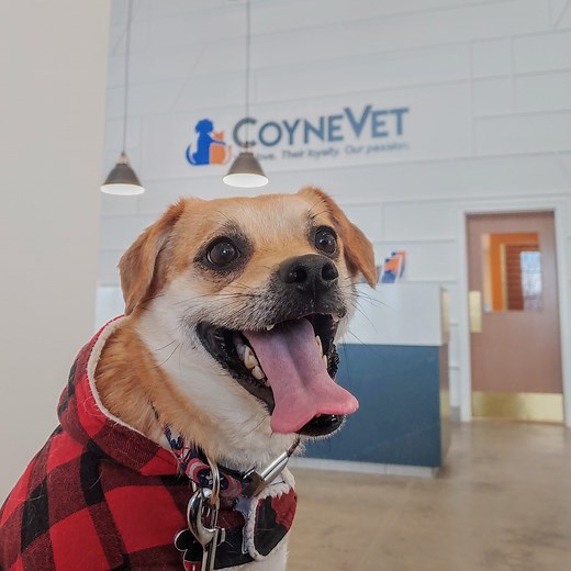 Fun & Enriching Doggy Daycare in Westfield, IN