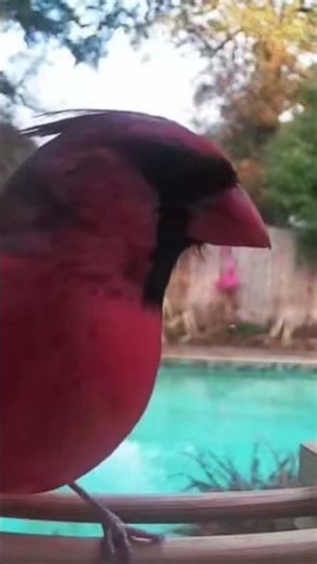 Cardinals Hide This Secret in Their Feathers #birds #wildlife #shorts