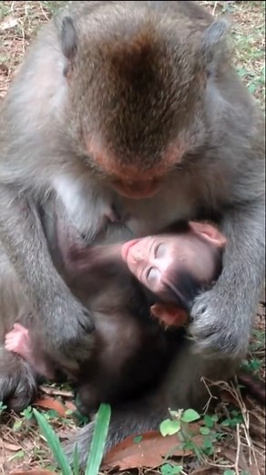 Oldest Monkey Mother Takes a Break from Parenting: Why She’s Too Lazy to Look After Her Baby | Monkey history 2024