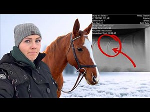 I Was Told to Stop Riding My Horse... But I DIDN'T! (OTTB Training)