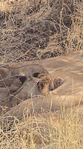 37 reactions | #imaraafricasafaris #safari #tours #kenya #africa #bookwithme #kenyansafari #safaris #kenyasafari | Imara Africa Safaris | Facebook