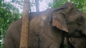 close up of an elephant scratching his neck against a tree