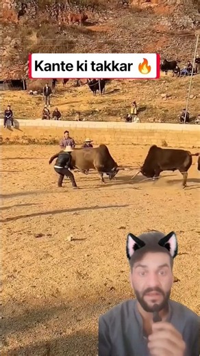 Bull Chases People 😱 Crazy Bull Reaction #shorts