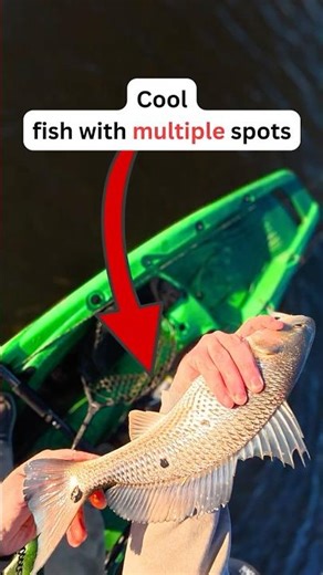 Those Spots Though #fishing #redfish #shorts