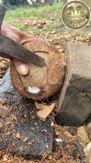 Incredible removing dry coconut from the shell