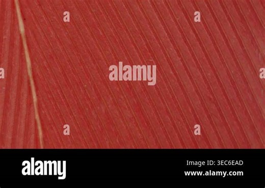 Bird feather at high magnification under the microscope 100x Stock Video Footage - Alamy