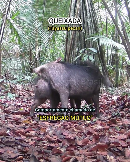 Queixadas na Amazônia Praticando "ESFREGÃO MÚTUO" | Registro Raro Feito por Câmera de Trilha