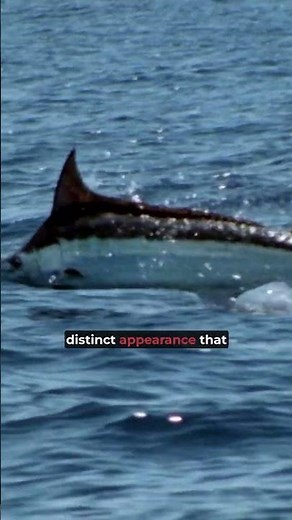 Marlin vs. Swordfish – What’s the Difference?