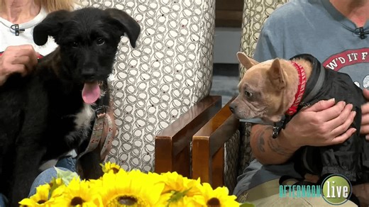 I Paw'd it Forward: Pippin & Lulu