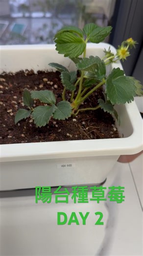 陽台種草莓Day 2 #阳台种植 #新鲜采摘 #草莓