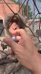 14K views · 87 reactions | 13_ #monkey #funny #monkeyface #unitedkingdom | Wild Monkey | Facebook