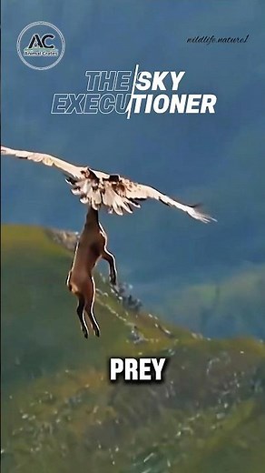 Golden Eagle vs Mountain Goat!