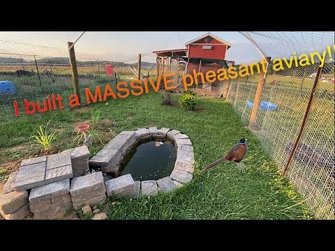 I built a MASSIVE pheasant aviary!!!