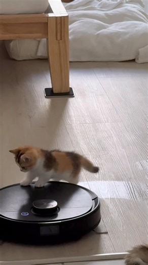 20K views · 758 reactions | Clover ☘️ pro surfer ‍♀️ 﫢 Calico #fblifestyle #prosurfer #tinyfoldmunchkin #munchkincat Berkeley Hills Cattery | Berkeley Hills Cattery | Facebook