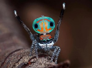 Voici l’araignée paon – le minuscule danseur aux couleurs d’arc-en-ciel À peine plus grande qu’un grain de riz, Maratus volans, l’araignée paon mâle, devient un véritable spectacle vivant quand vient le moment de séduire. Sur le sable australien, il dresse son abdomen coloré comme un éventail chatoyant, vibrant de bleu, d’orange, de rouge et de vert métalliques. Il l’agite avec précision tout en effectuant une danse rythmée faite de petits sauts, de gestes saccadés et de vibrations complexes. Ce
