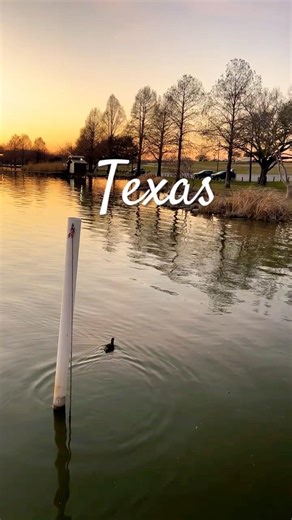 🐦 Coots Texas Trailhead Scenery #Nature #Wildlife