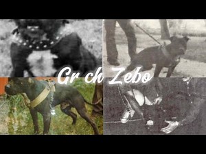 Transcript on Grand Champion Zebo #pitbulls #apbt #pitbullpuppy