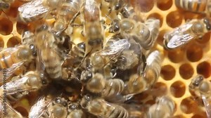 Fight inside the species of insects. Young Queen bee that leaves a cocoon kills its rival, who is still in a cocoon.