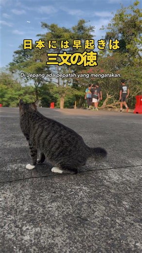 29歳 元会社員 | インドネシア生活Vlog | 043 #short #bahasaindonesia #dailyvlog #indonesia #留学