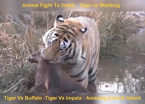 2.9M views · 23 reactions | Tiger Vs Buffalo -Tiger Vs Impala - Amazing Animal Attack #Animal | Animal Channel Videos | Facebook