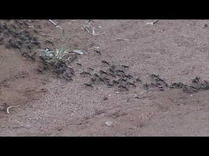 Fearsome predators – a column of African Matabele Ants on the move