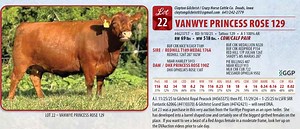 Lot 22: Star G Ranch & Friends Red Angus Auction