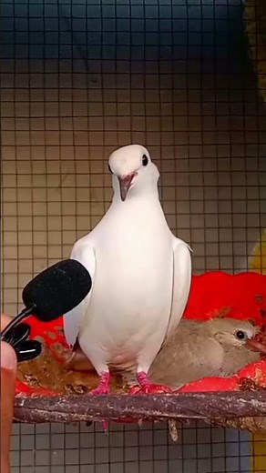 Just for fun 😅 Cute Laughing doves Sounds 4K HD Dove Sounds