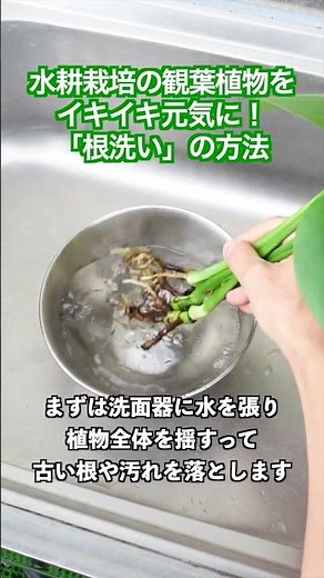 【水耕栽培】観葉植物の根腐れを防ぐ！プロの根洗いテクニック完全ガイド #水耕栽培 #根腐れ #水替え 水替え