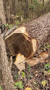 536K views · 5.3K reactions | Here is a pretty nice Walnut tree. I...