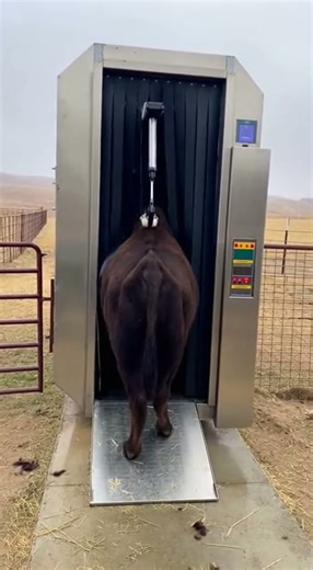 Buffalo Wool Harvesting Machine | High-Tech Efficient Wool Harvesting Today
