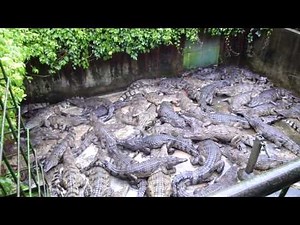 Crocodile Farm
