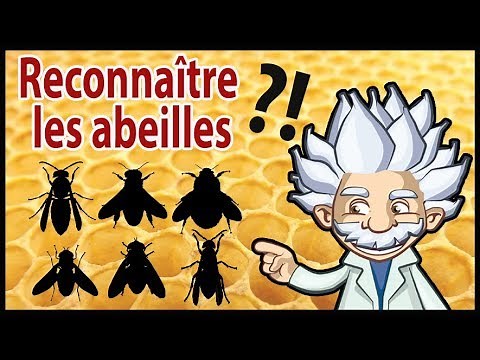 Comment reconnaître une abeille? | guêpe, syrphe, bourdon, volucelle ...