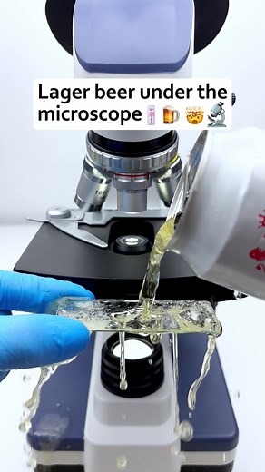 Would you still drink lager beer after seeing it magnified 400 times under a microscope?🔬🤔🤯🍻#microscope #undermicroscope #fyp #tiktok