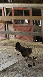 22K views · 14K reactions | why yes I am classically trained 並 #pamela #chickensofinstagram | Laurel Ysebaert | Facebook