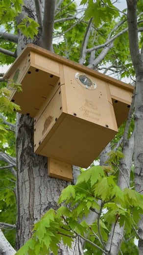 A squirrel nest box can mean everything to the life inside it. For wild squirrels, having a solid, protected space is what allows them to raise their young, rest safely, and get through the harsh parts of the year. These boxes are not about being seen or interacted with. They exist solely to give squirrels a place that feels secure and uninterrupted. In this video, you get an honest glimpse into that world. It shows what daily life looks like inside a squirrel box, from young squirrels growing u