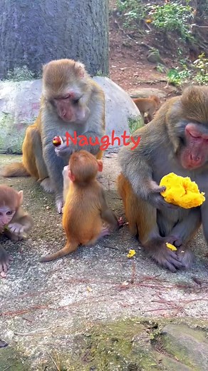 2.7K views · 13 reactions | Fighting monkeys #love #monkeys | Hannah Gatchalian | Facebook