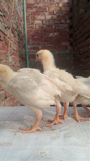 white shamo chicks #viral #shamo #thailand #shorts