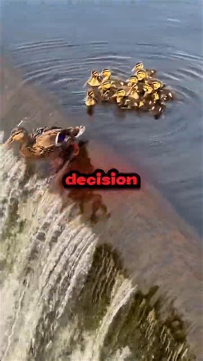 Brave Mama Duck Leaps Down Waterfall!