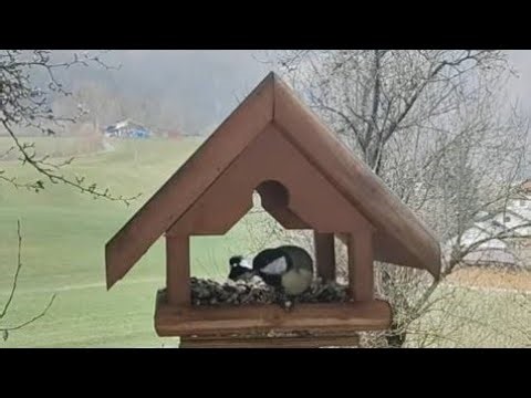 Bird Feeder in Spring | Waiting for Visitors