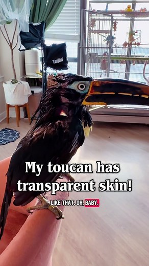 I’ve never been able to see this before! #animaleducation #nature #toucan #pets #birds