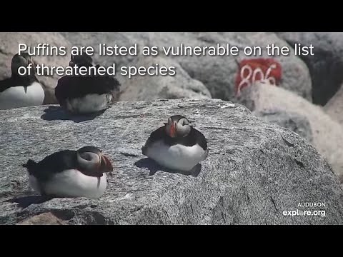Project Puffin Restoring Puffins to Seal Island