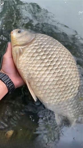 Perfect carp rig setup for successful fishing and big catches