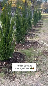 Junipers are a great choice for creating a natural privacy screen in your backyard! 🌲 Tap the link in our bio to shop privacy trees for your yard. . #Landscaping #JuniperTree #EvergreenTrees #PrivacyFence #privacyscreen #PrivacyTrees #LandscapingIdeas #Gardening | Fast Growing Trees