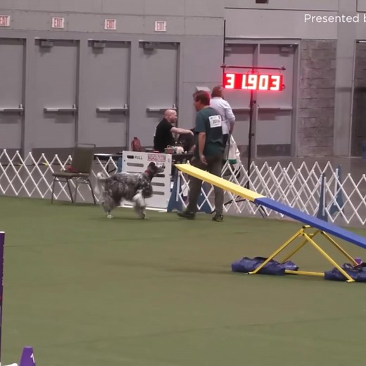 #englishsetterin dog show | 7Dogs