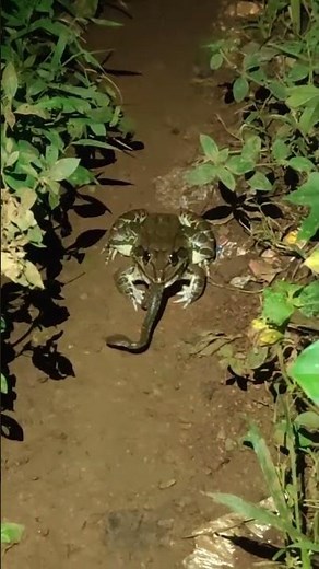 Frog eating snake, rare footage