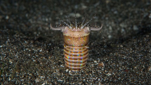 Yes, the Bobbit Worm Is Real and Somewhat Terrifying